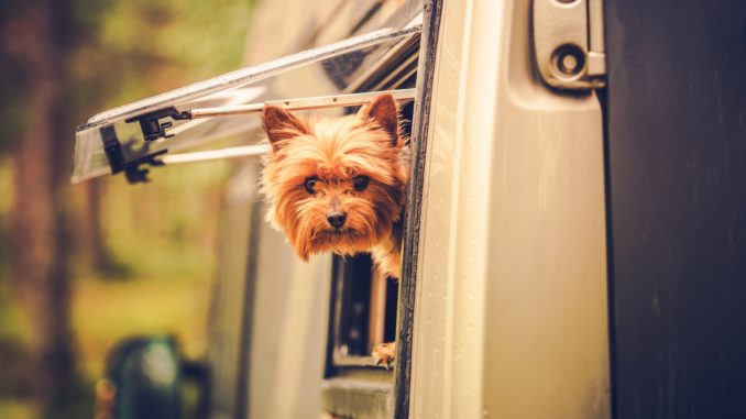 Hund in Wohnwagen