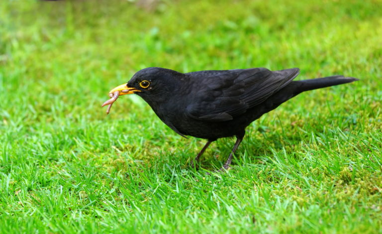 Dieser Mann bringt Sie zum RasenDas Fachmagazin der Campingwirtschaft