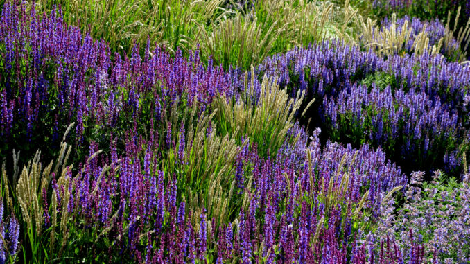 bed of colorful prairie flowers in an urban environment attracti